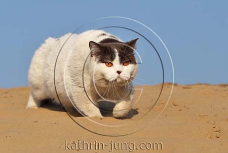 BKH Katze schmutzig Himmel Sand
