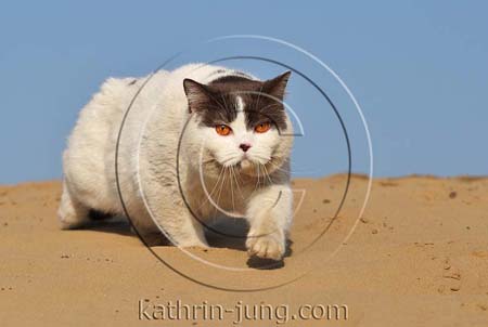 Katze schmutzig Himmel Sand BKH Katze schmutzig Himmel Sand BKH