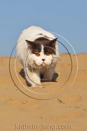 Kater schmutzig Himmel Sand draußen Kater schmutzig Himmel Sand draußen