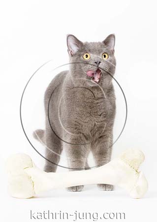 Katze BKH witzig mit Knochen Katze BKH witzig mit Knochen