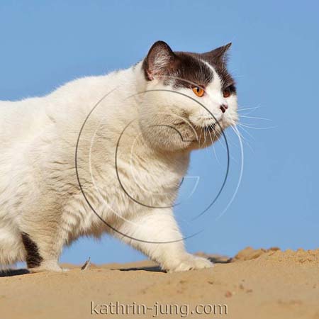 sandige Katze draußen sandige Katze draußen