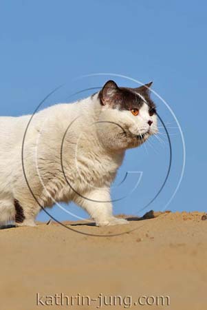 sandige Katze Düne 