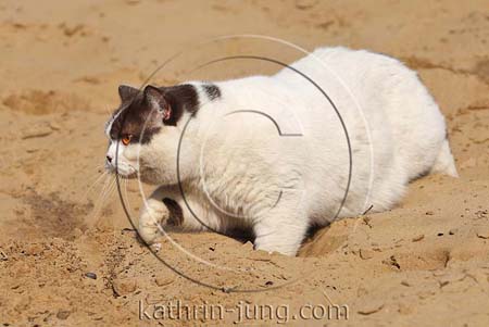 Katze in tiefem Sand Katze in tiefem Sand