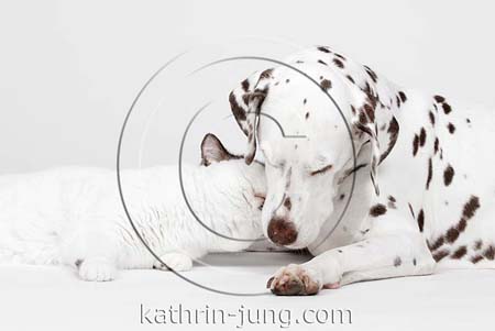 Katze und Hund kuscheln Studio Katze und Hund kuscheln Studio