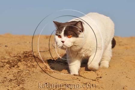 Katze draußen im Sand