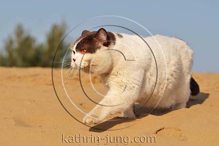 Kater am See auf Düne blauer Himmel