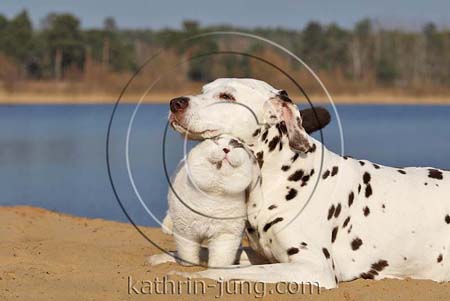 Katze und Hund Dalmatiner BKH See Katze und Hund Dalmatiner BKH See