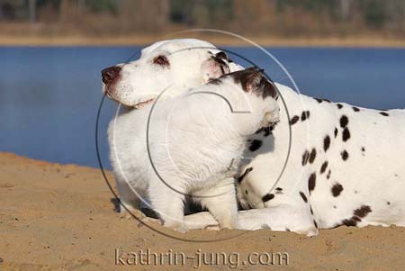 Katze BKH und Hund Dalmatiner am See