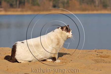 BKH Katze am Kiessee BKH Katze am Kiessee