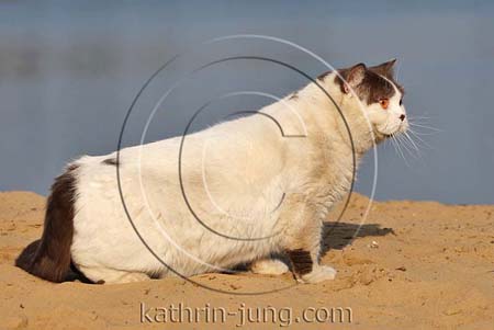 Kater am See Wasser Sand dreckig