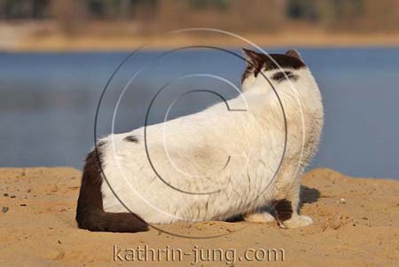 Katze sandig outdoor See