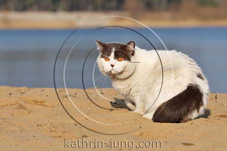 Britisch Kurzhaar Katze See Sommer draußen