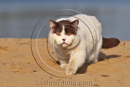 Kater im Sand am See