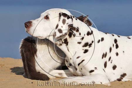 Katze und Hund am See Katze und Hund am See
