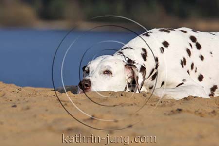 Dalmatiner Hund Düne See