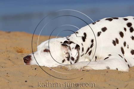 Dalmatiner Hund entspannt chillen outdoor am Strand