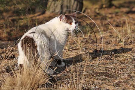 Katze im Wald Katze im Wald