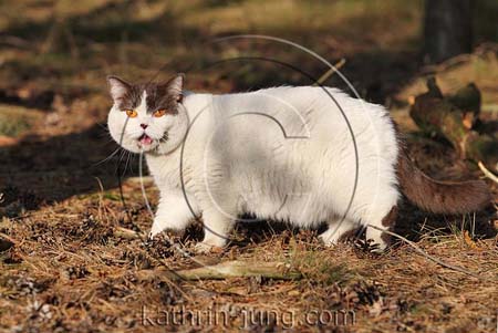 Kater im Wald Kater im Wald