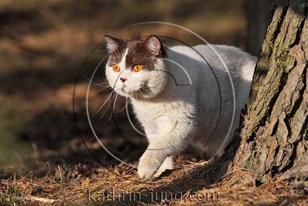 Kater im Wald unterwegs