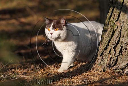 Katze draußen im Wald 