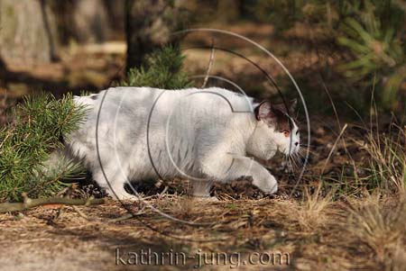  Kater im Wald