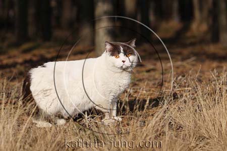  BKH Katze am Waldrand