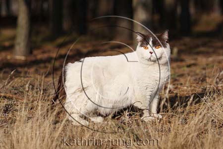  British Kurzhaar Katze Wald