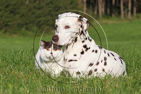 Katze und Hund im Gras