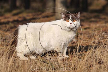 Kater orange Augen unterwegs am Waldrand Kater orange Augen unterwegs am Waldrand