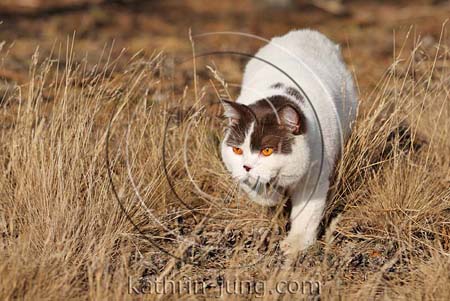  Kater schleicht verdörrtes Gras