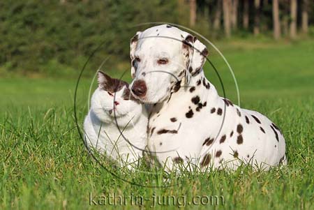 Hund und Katze in der Natur Hund und Katze in der Natur