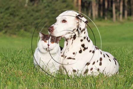 BKH und Dalmatiner Katze und Hund Natur