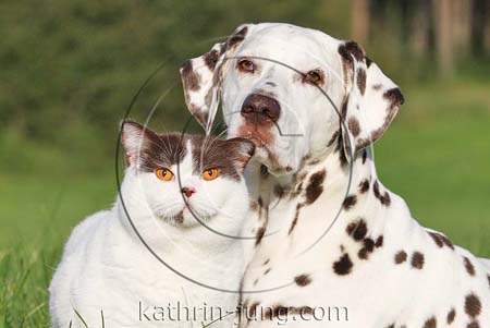 Dalmatiner und Britisch Kurzhaar chocolate white van