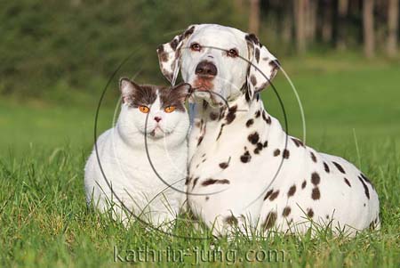 Katze und Hund in der Natur Katze und Hund in der Natur