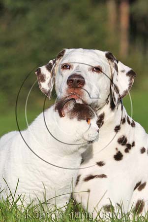 Dalmatiner und BKH Hund und Katze Gras Wiese Natur Dalmatiner und BKH Hund und Katze Gras Wiese Natur
