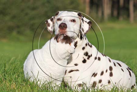 Katze und Hund Tierfrendschaft Katze und Hund Tierfrendschaft