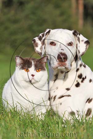 Hund und Katze Tierfreundschaft