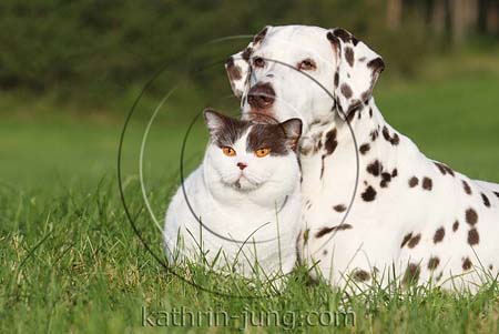 Dalmatiner Hund und BKH Katze Natur Wiese