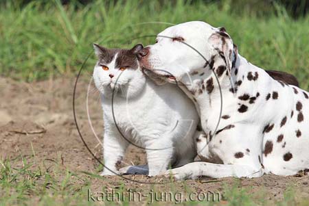 Katze und Hund weiss braun in Natur