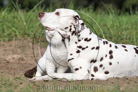 Katze kuschelt mit Hund 