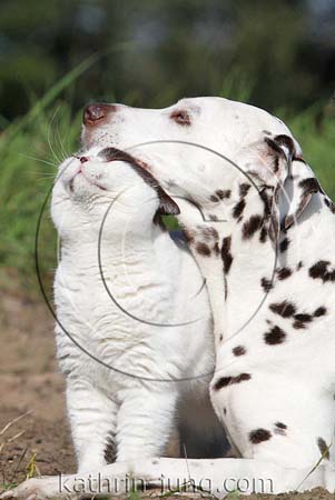 Katze Und Hund Kuscheln Bkh Dalmatiner Natur Id178