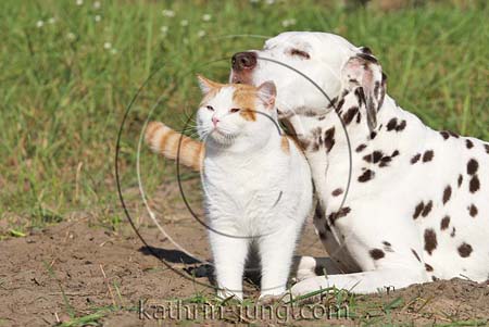 red-white Harlekin BKH odd eyed und Dalmatiner