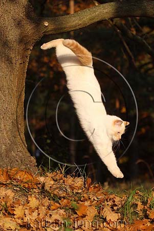 Katze springt vom Baum