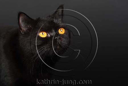 BKH black