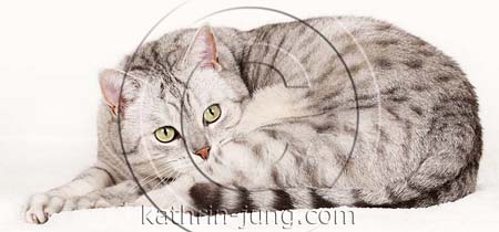 Katze BKH