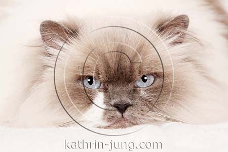 Point BLH Britisch Langhaar Katze