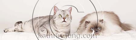 Katzen im Studio Katzen im Studio