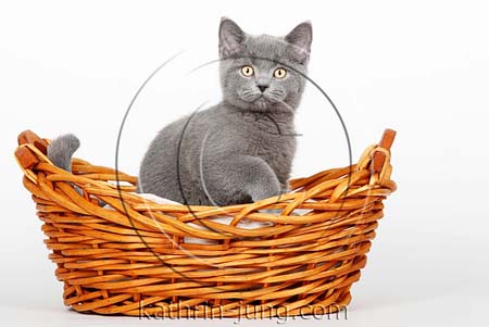 Katze im Korb