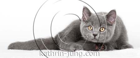 Kartäuser BKH blau Katze