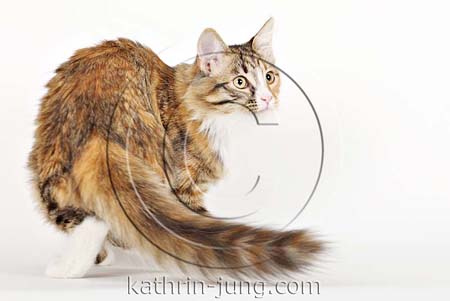Sibirier Katze Studio Sibirier Katze Studio